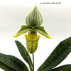 paphiopedilum venustum alba X self